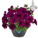 Bild von HP27 o.kl. Petunia Purple